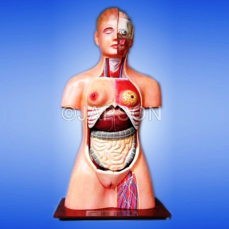 Human Torso, Unisex, 12 parts Human Torso, Unisex, 12 parts